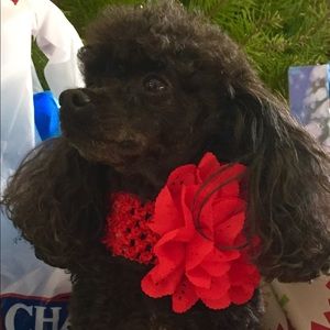 Meet your Posher, Sharleen